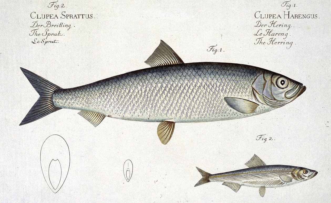 Sild (Clupea Harengus) (Fig. 1) og Brisling (Clupea Sprattus) plade XXIX fra 