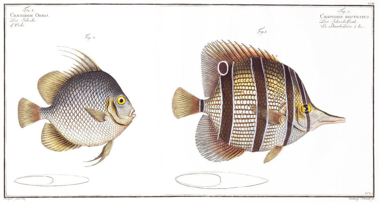 Orb fish: and Billed fish, udgivet af Black, ca. 1790 (tryk) af Andreas Ludwig Kruger