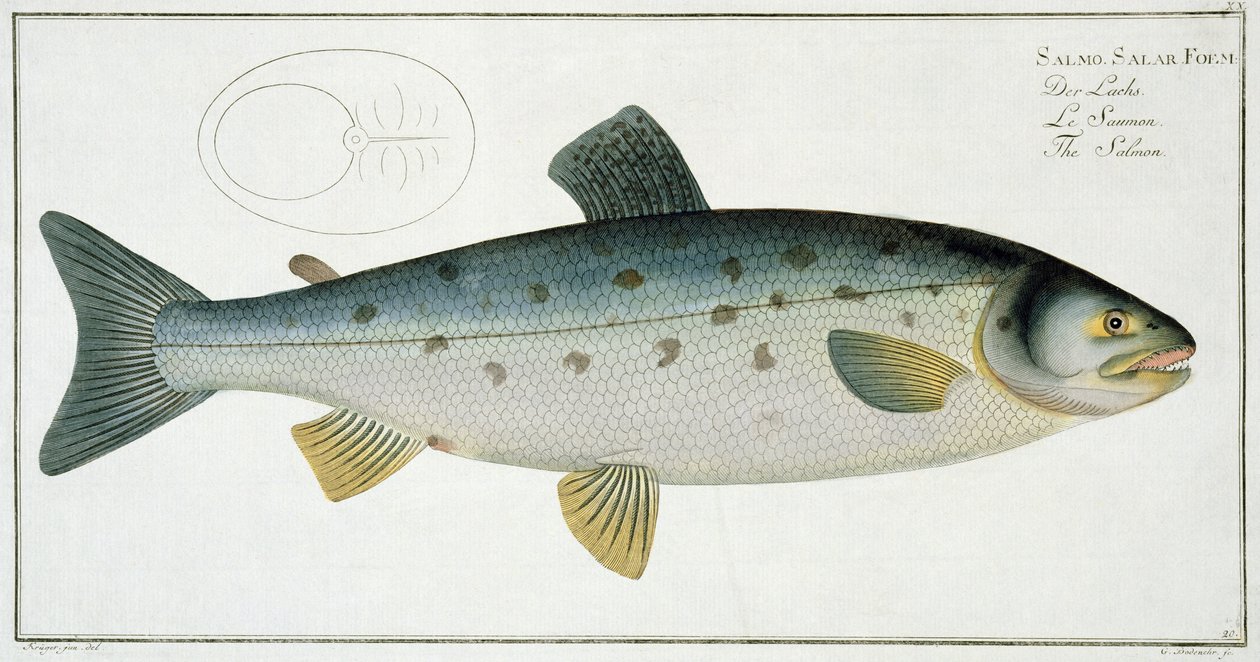 Lakse (Salmo Salar) tallerken XX fra 