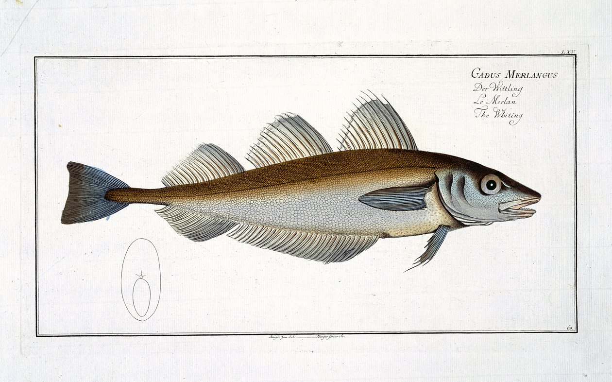 Hvilling (Gadus Merlangus) plade LXV fra 