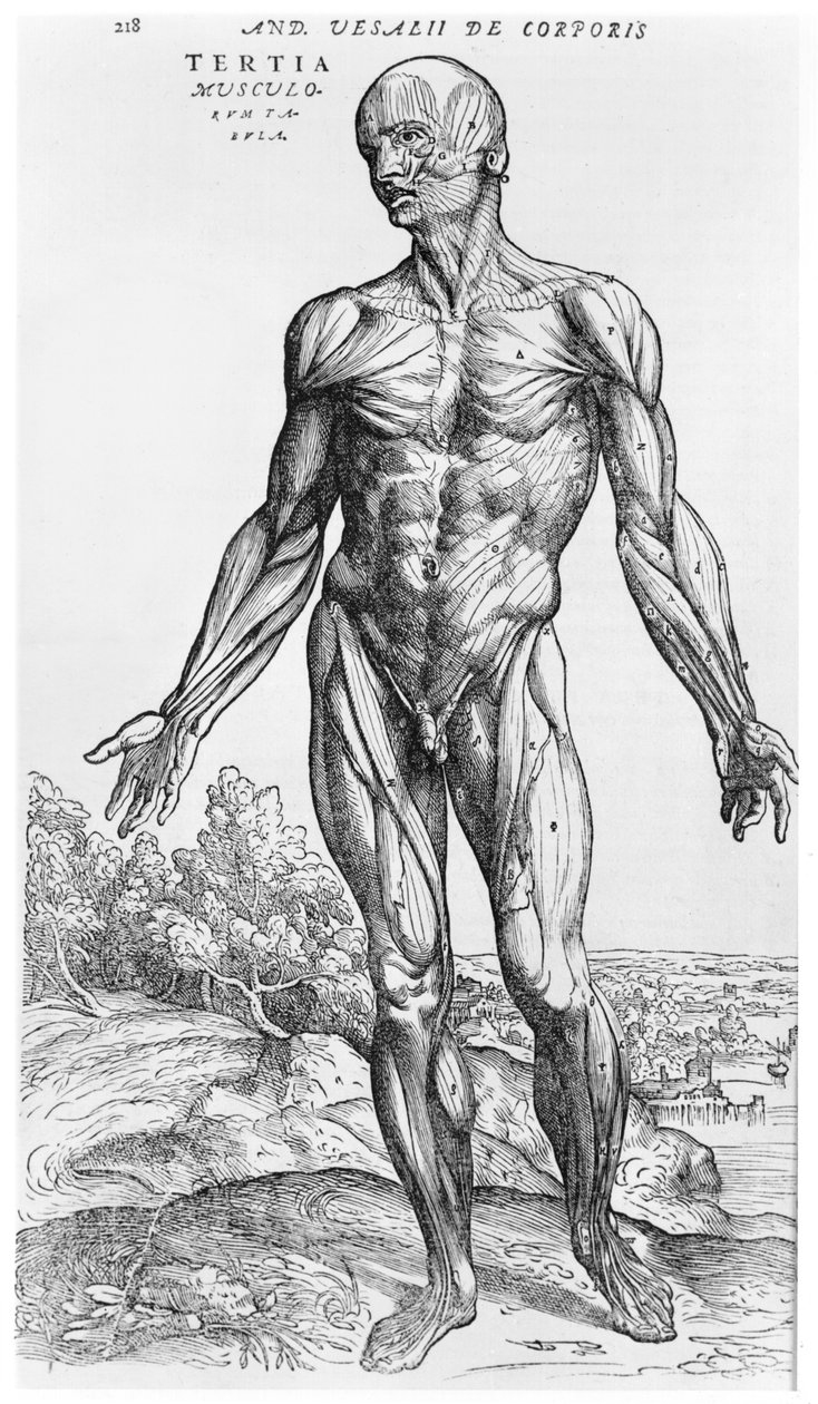 Anatomisk undersøgelse, illustration fra "De Humani Corporis Fabrica" af Andreas Vesalius (1514-64) Basel, 1543 af Andreas Vesalius