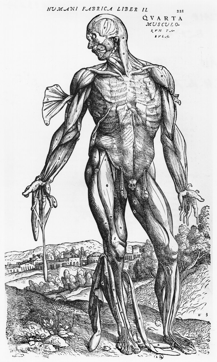 Anatomisk undersøgelse, illustration fra "De Humani Corporis Fabrica" af Andreas Vesalius (1514-64) Basel, 1543 af Andreas Vesalius