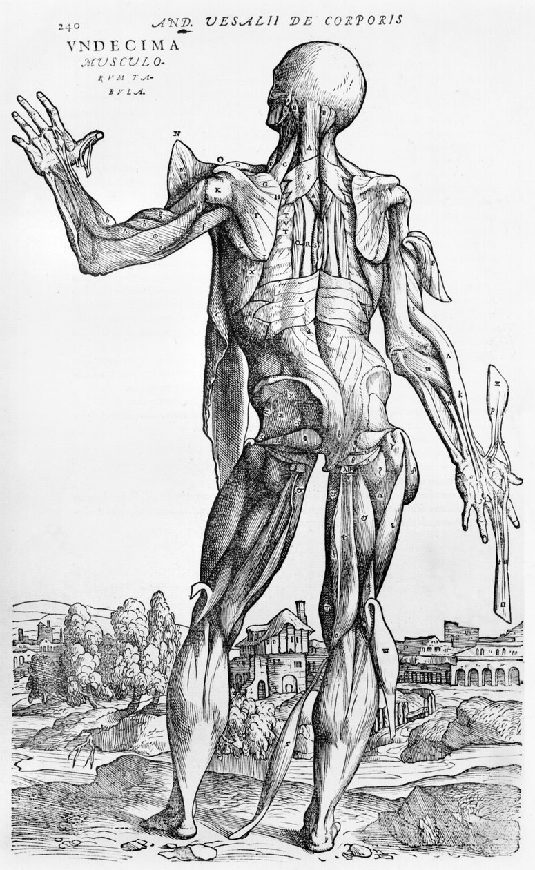 Anatomisk undersøgelse, illustration fra 