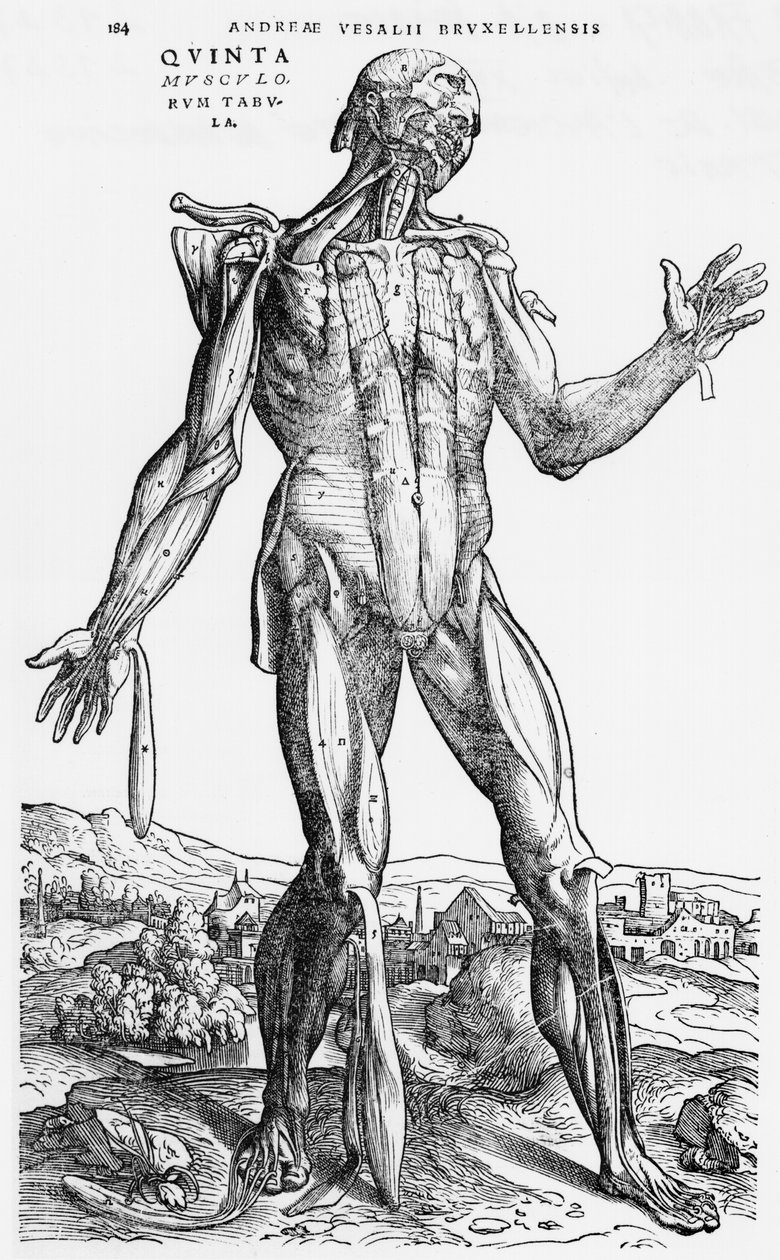 Anatomisk undersøgelse, illustration fra 