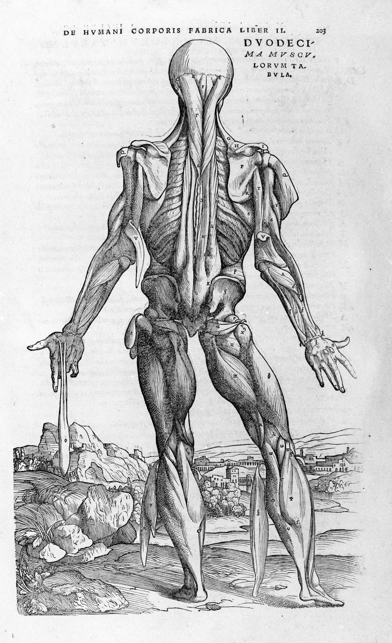 Andrea Vesalio (1514 - 1564), læge for Charles V af Andreas Vesalius
