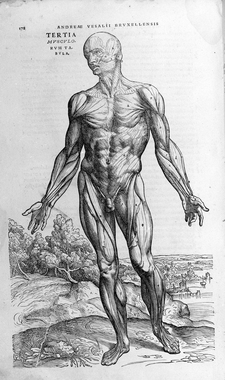 Andrea Vesalio (1514 - 1564), læge for Charles V af Andreas Vesalius