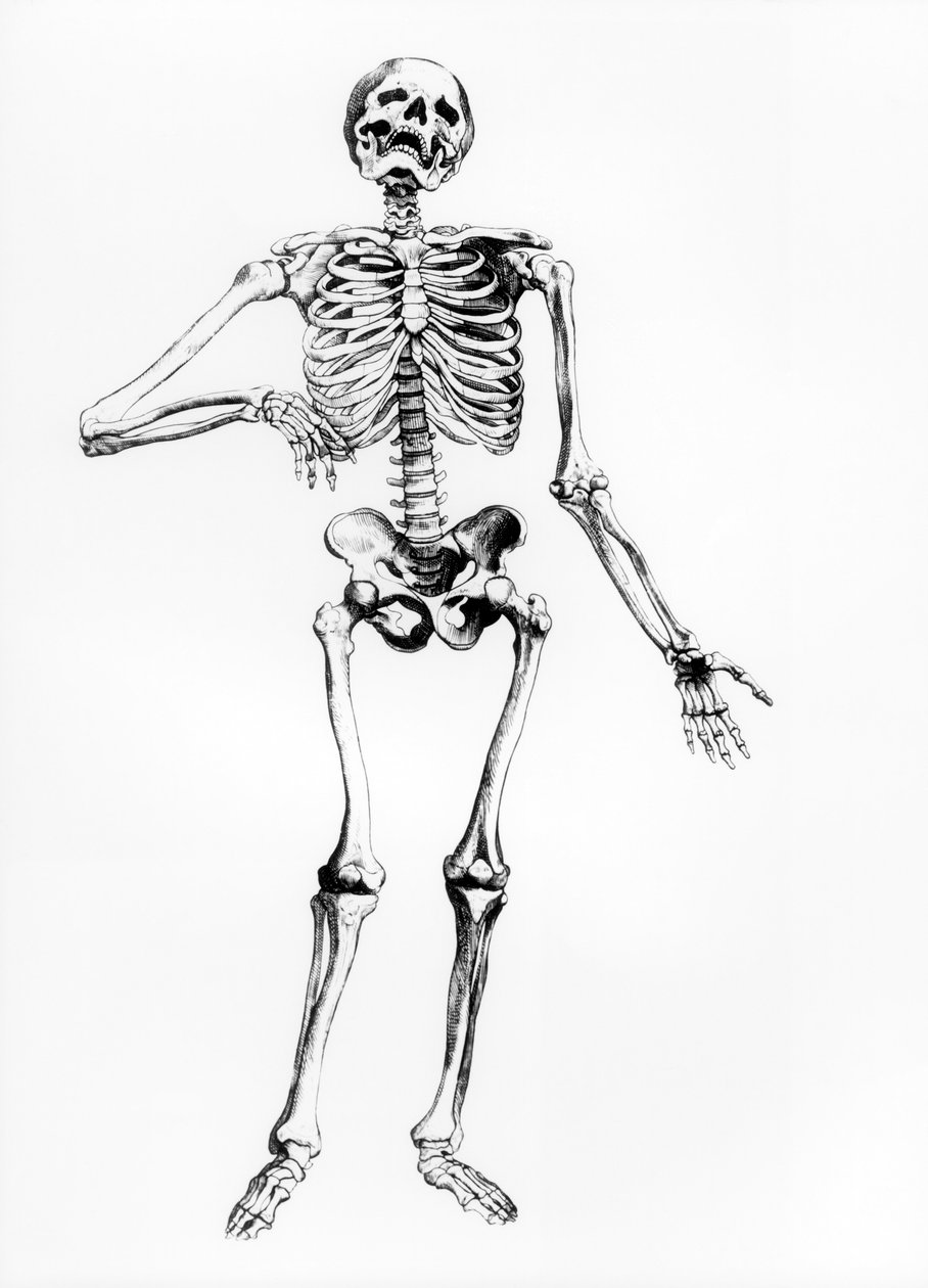 Menneskeskelet af Andreas Vesalius