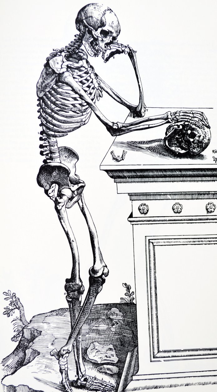 Menneskeligt skelet med kranium i hånden. Fra "De Humani Corporis Fabrica" ​​af Vesalius. Mulig træskærer: Jan von Calcar af Andreas Vesalius