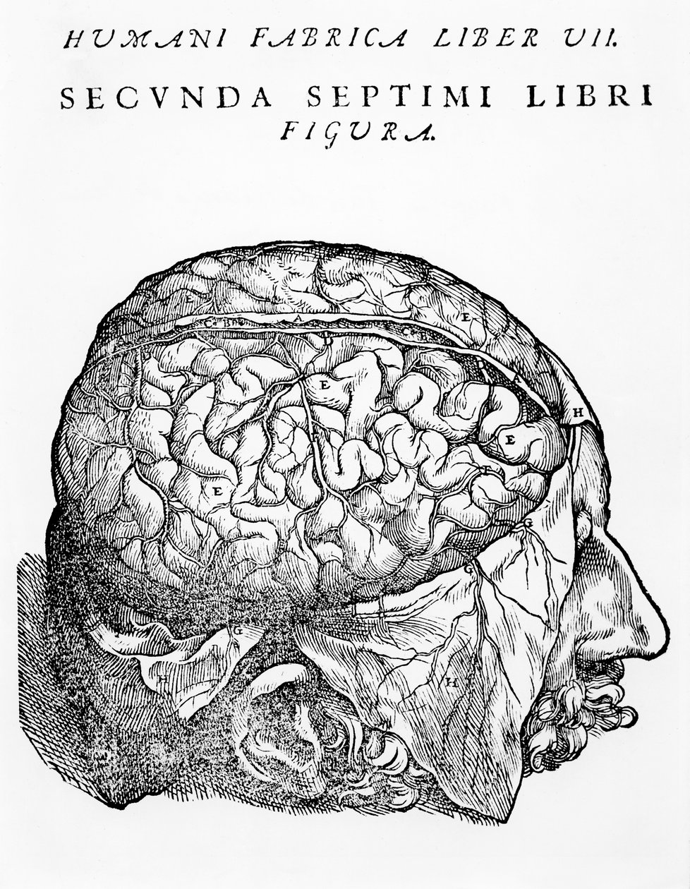The Brain, illustration fra 