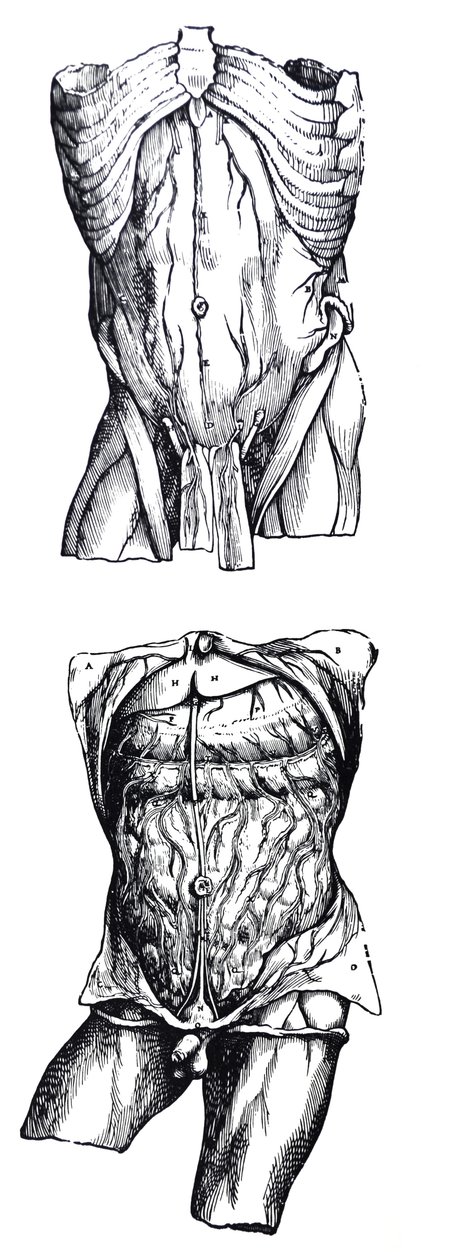 Pladerne fra den femte bog af De Humani Corporis Fabrica af Andreas Vesalius