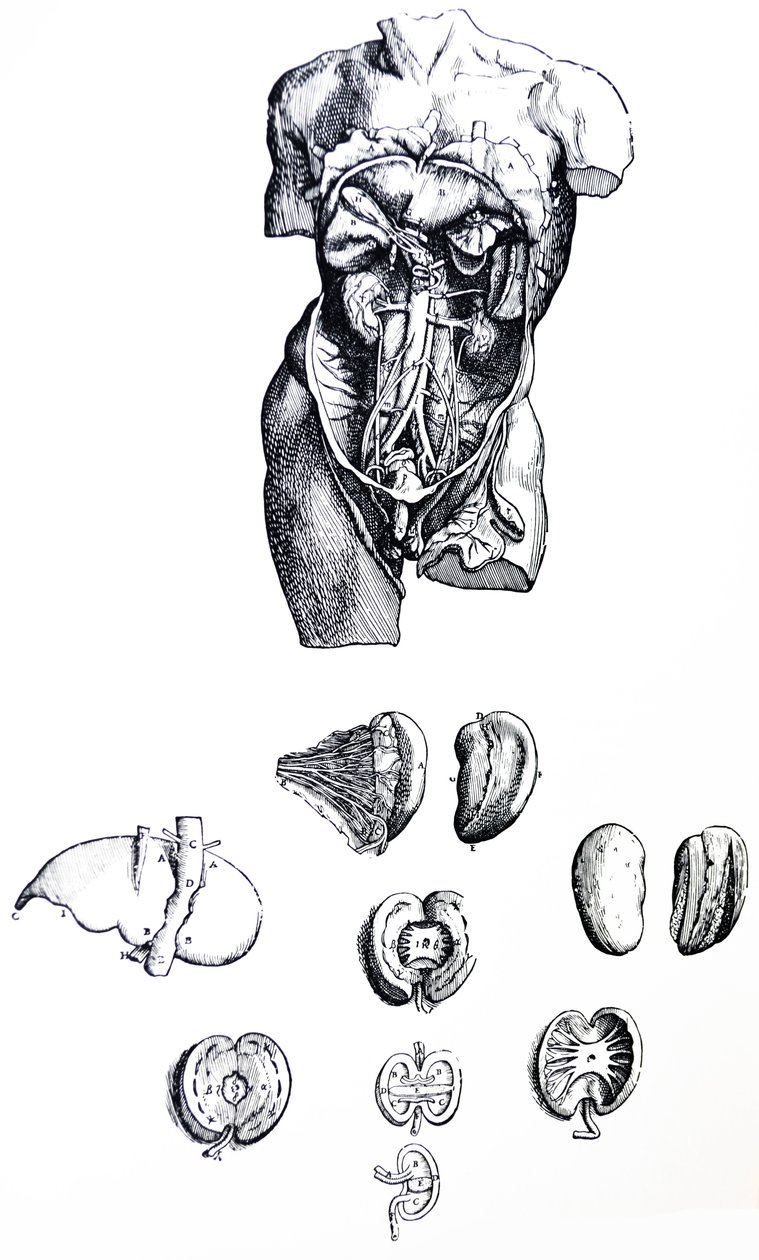 Pladerne fra den femte bog i De Humani Corporis Fabrica af Andreas Vesalius