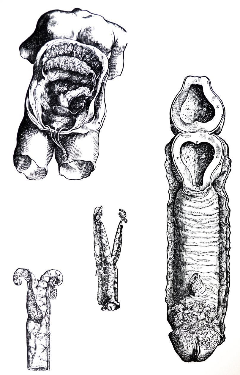 Pladerne fra den femte bog af De Humani Corporis Fabrica af Andreas Vesalius