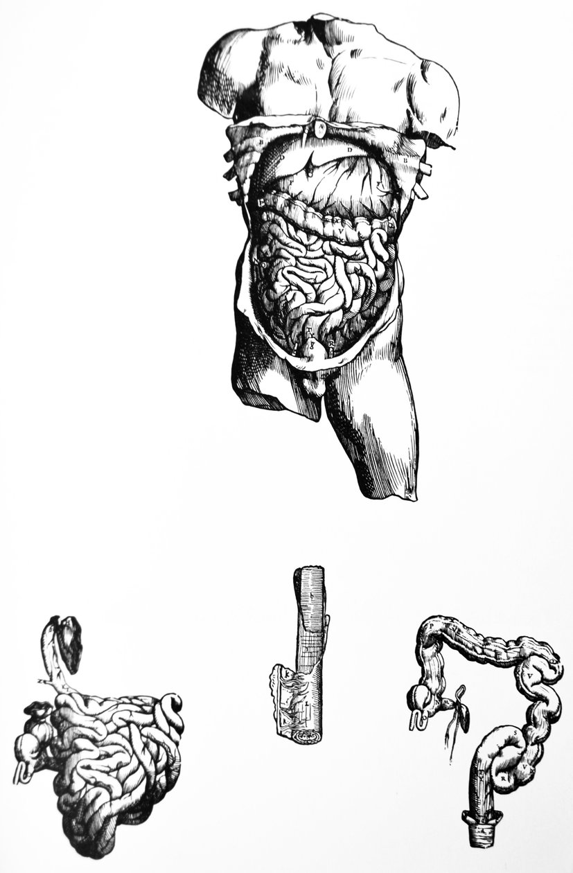 Pladerne fra den femte bog af De Humani Corporis Fabrica af Andreas Vesalius