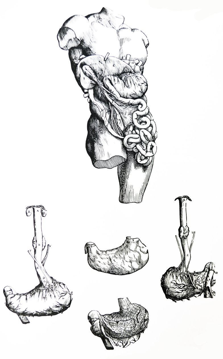 Pladerne fra den femte bog af De Humani Corporis Fabrica af Andreas Vesalius