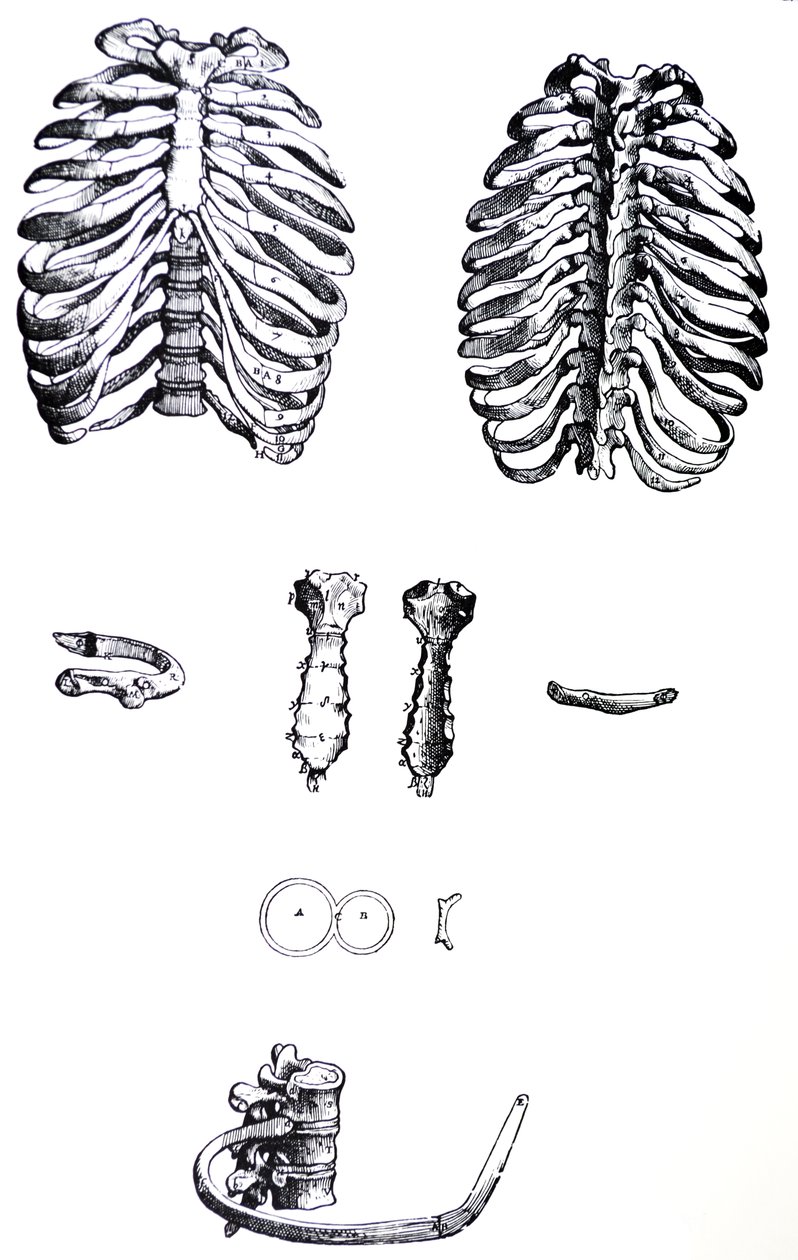 Pladerne fra den første bog af De Humani Corporis Fabrica af Andreas Vesalius