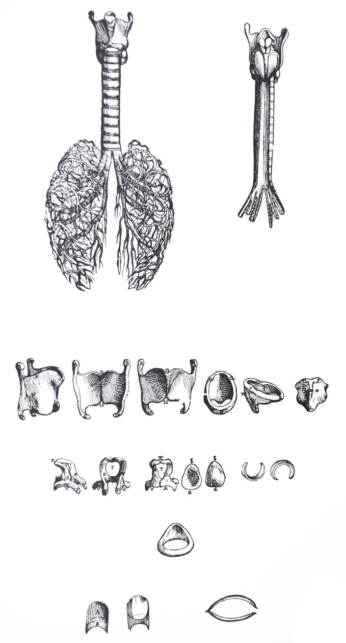 Pladerne fra den første bog i De Humani Corporis Fabrica af Andreas Vesalius