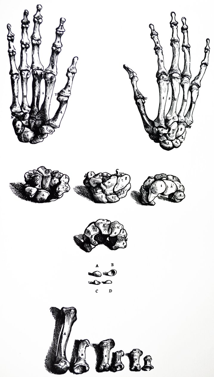 Pladerne fra den første bog af De Humani Corporis Fabrica af Andreas Vesalius