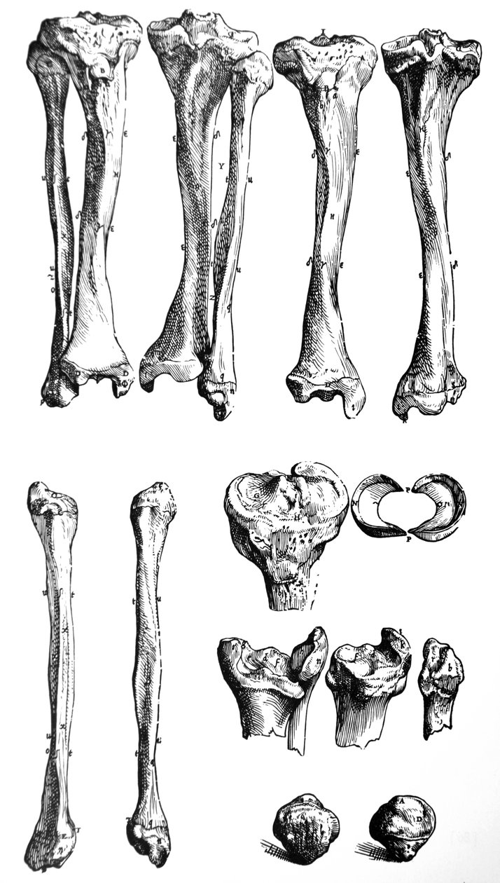 Pladerne fra den første bog af De Humani Corporis Fabrica af Andreas Vesalius