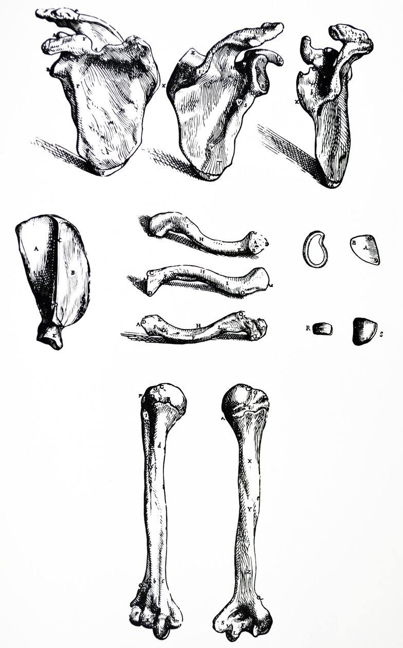 Pladerne fra den første bog af De Humani Corporis Fabrica af Andreas Vesalius