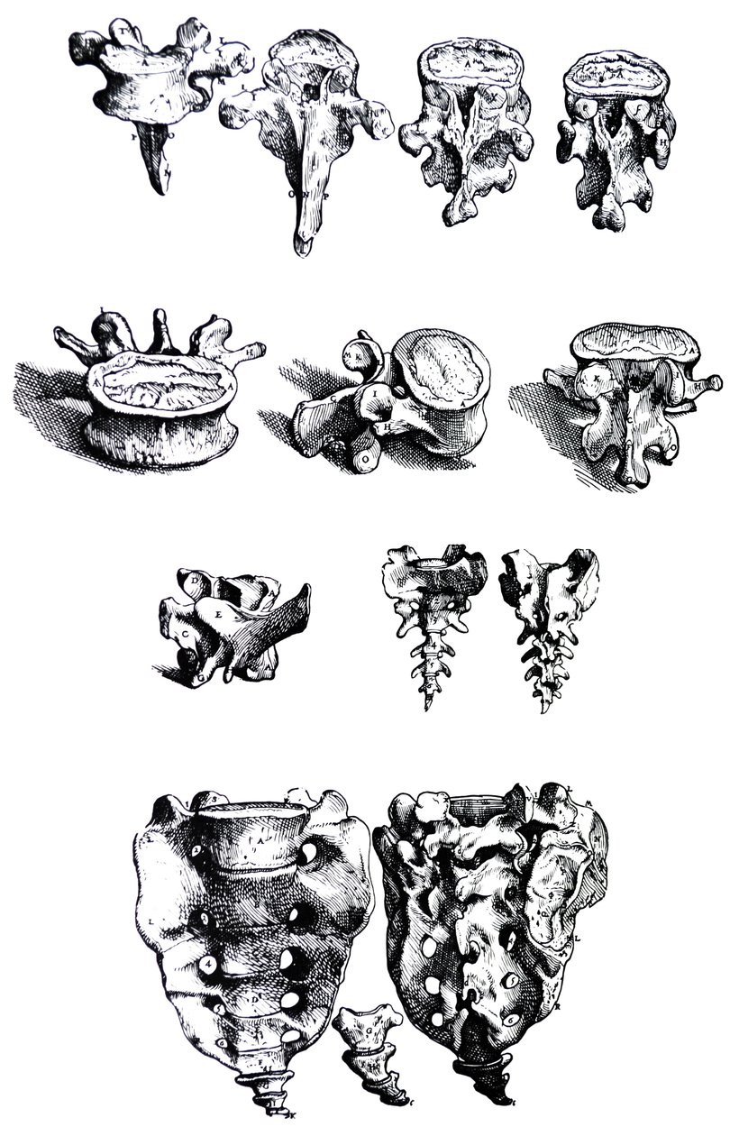 Pladerne fra den første bog i De Humani Corporis Fabrica af Andreas Vesalius
