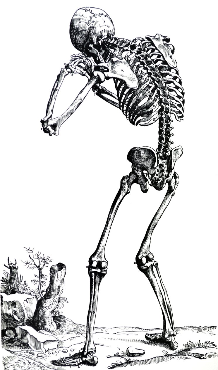 Pladerne fra den første bog af De Humani Corporis Fabrica af Andreas Vesalius