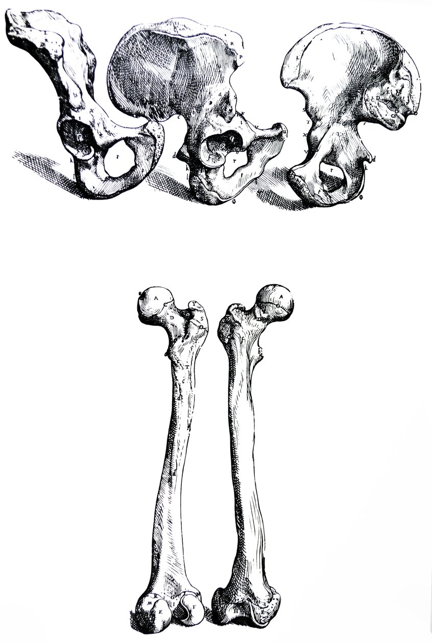 Pladerne fra den første bog af De Humani Corporis Fabrica af Andreas Vesalius