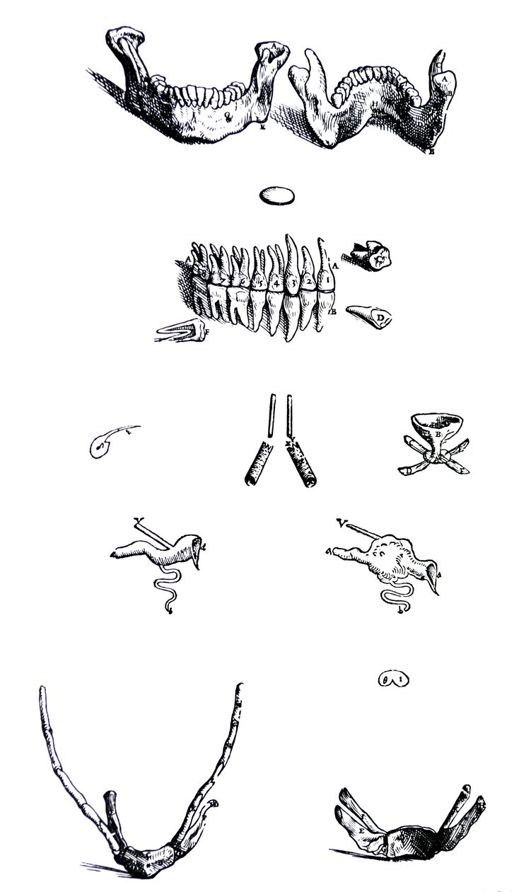 Pladerne fra den første bog i De Humani Corporis Fabrica af Andreas Vesalius
