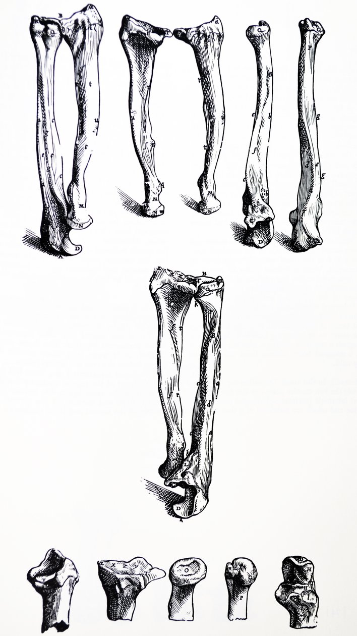 Pladerne fra den første bog af De Humani Corporis Fabrica af Andreas Vesalius