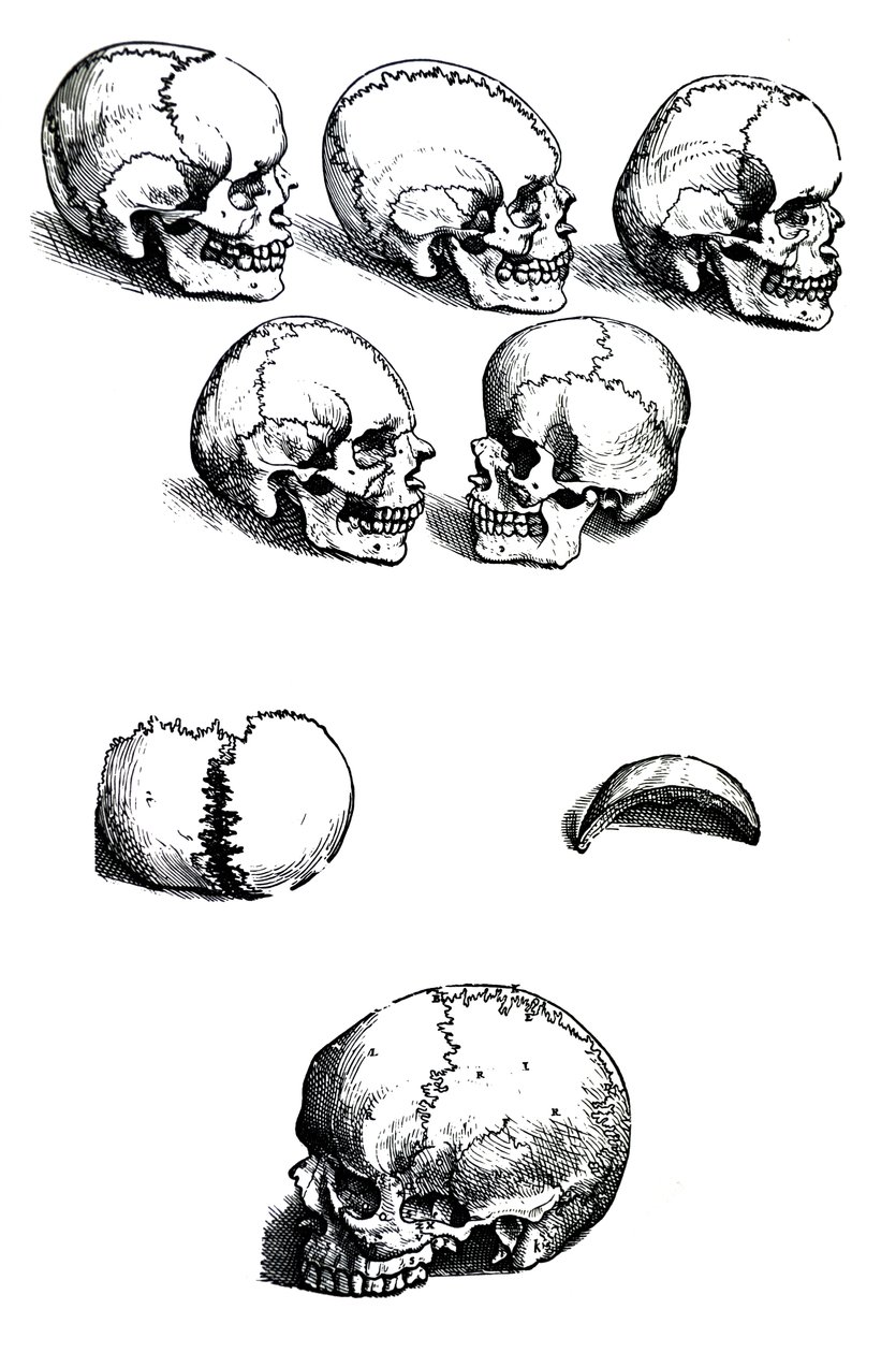 Pladerne fra den første bog af De Humani Corporis Fabrica af Andreas Vesalius, (1514-1564) af Andreas Vesalius