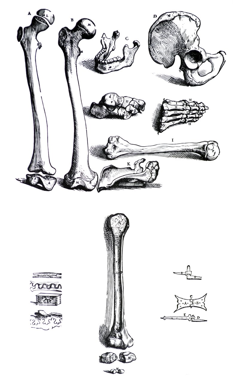 Pladerne fra den første bog af De Humani Corporis Fabrica af Andreas Vesalius, (1514-1564) af Andreas Vesalius