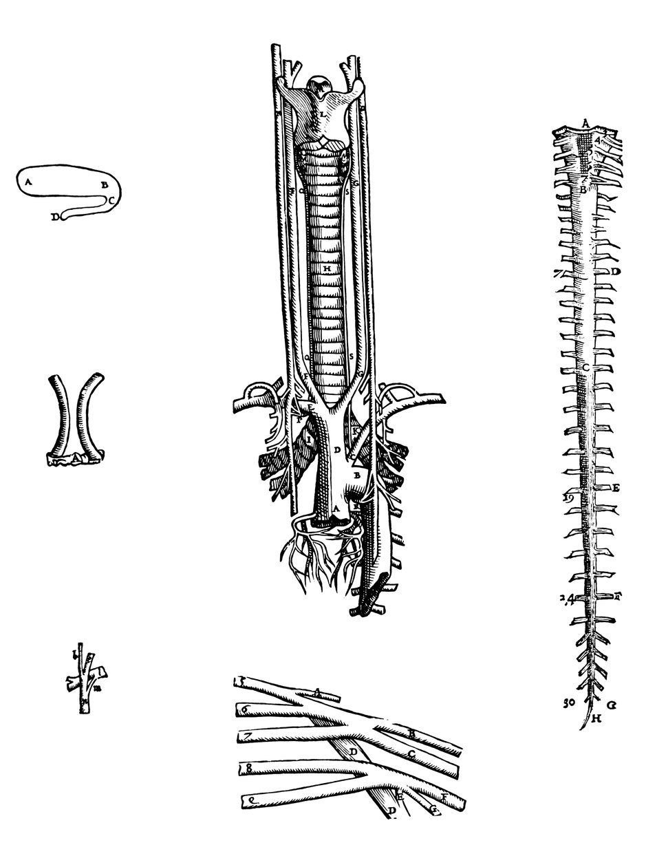 Pladerne fra den fjerde bog af De Humani Corporis Fabrica af Andreas Vesalius