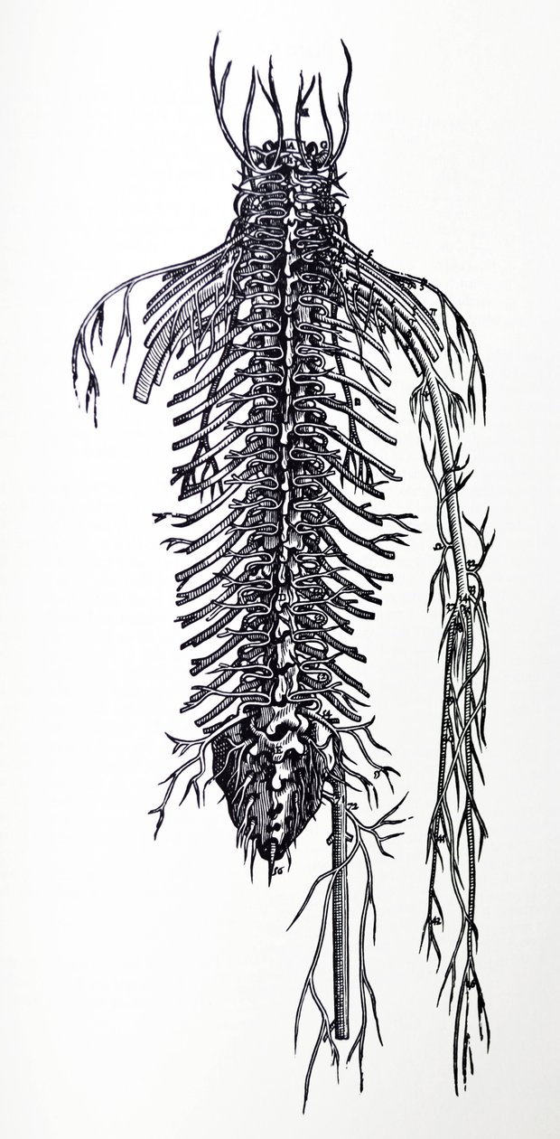 Pladerne fra den fjerde bog af De Humani Corporis Fabrica af Andreas Vesalius
