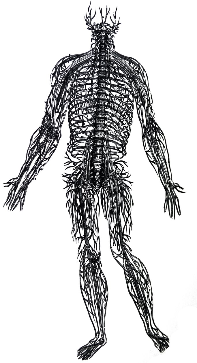 Pladerne fra den fjerde bog i De Humani Corporis Fabrica af Andreas Vesalius