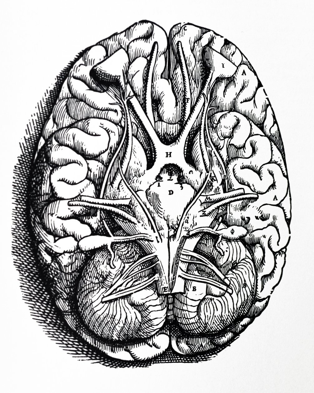 Pladerne fra den fjerde bog af De Humani Corporis Fabrica af Andreas Vesalius