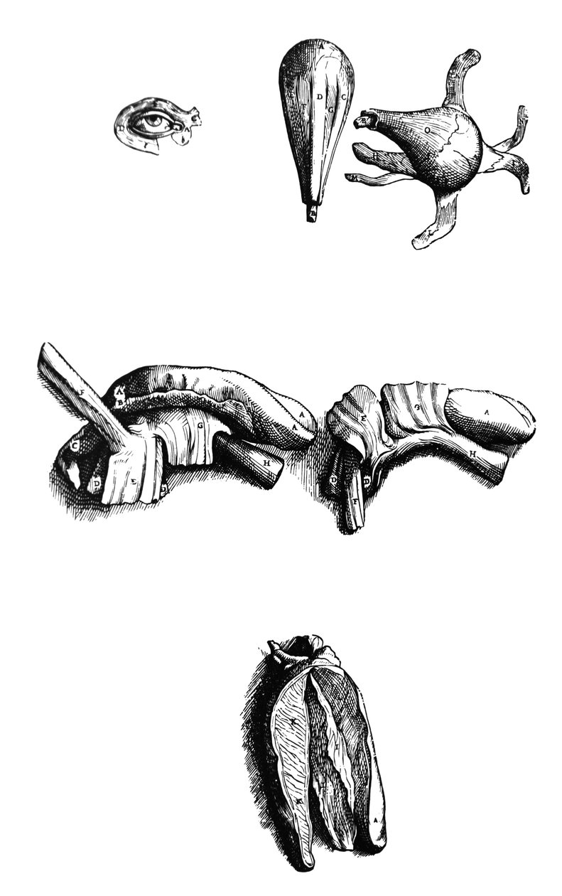 Pladerne fra anden bog af De Humani Corporis Fabrica af Andreas Vesalius