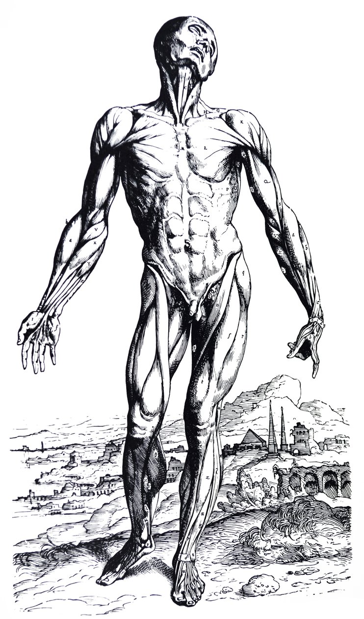 Pladerne fra anden bog i De Humani Corporis Fabrica af Andreas Vesalius