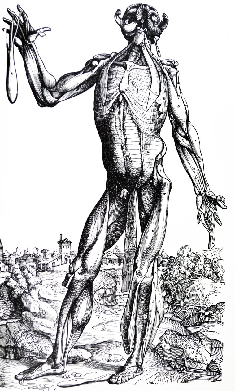 Pladerne fra anden bog af De Humani Corporis Fabrica af Andreas Vesalius
