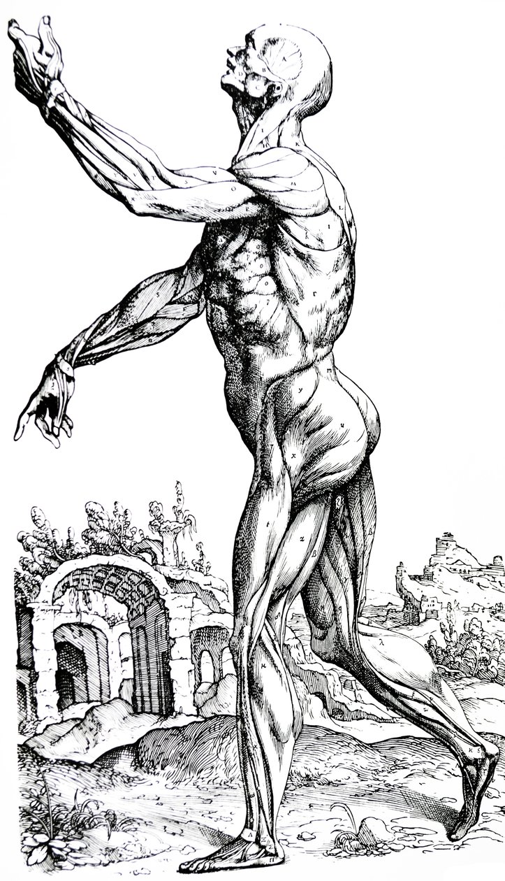 Pladerne fra anden bog af De Humani Corporis Fabrica af Andreas Vesalius