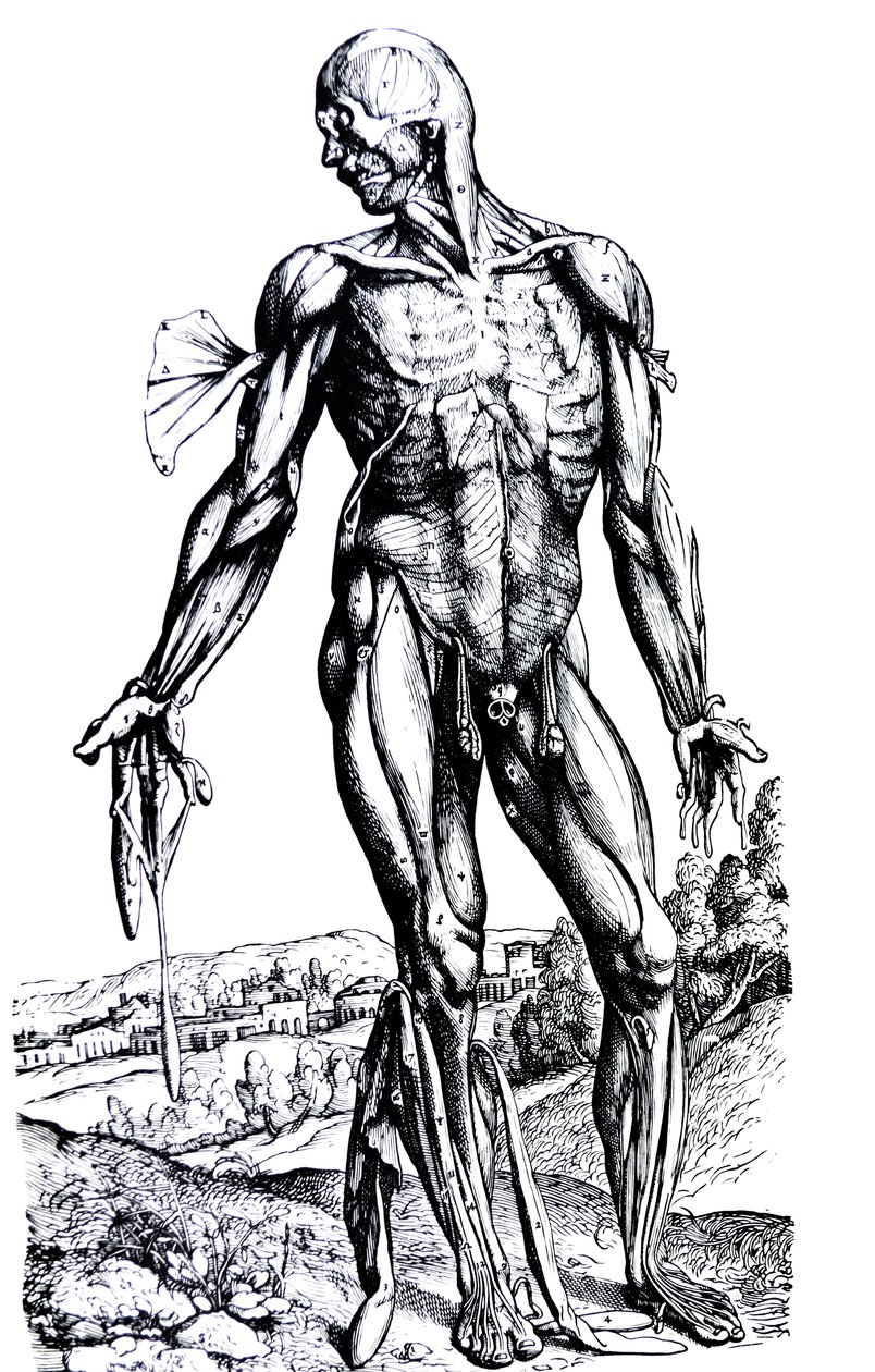 Pladerne fra anden bog af De Humani Corporis Fabrica af Andreas Vesalius