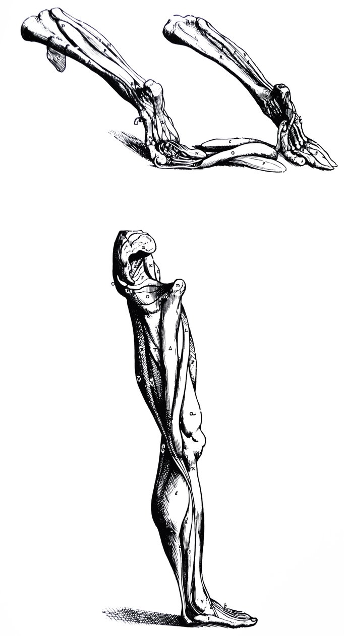 Pladerne fra anden bog af De Humani Corporis Fabrica af Andreas Vesalius