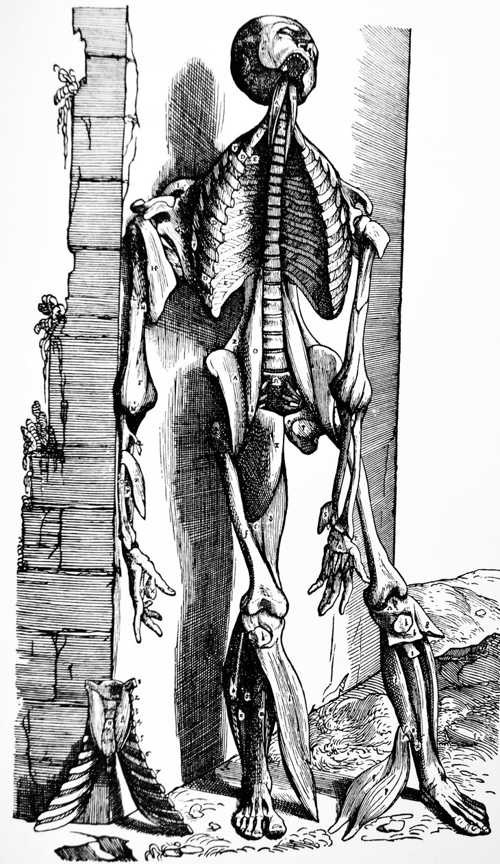 Pladerne fra anden bog af De Humani Corporis Fabrica af Andreas Vesalius
