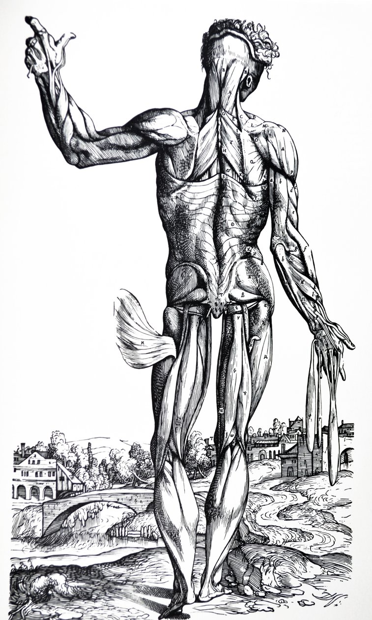 Pladerne fra anden bog af De Humani Corporis Fabrica af Andreas Vesalius