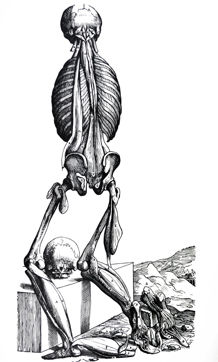 Pladerne fra anden bog af De Humani Corporis Fabrica af Andreas Vesalius