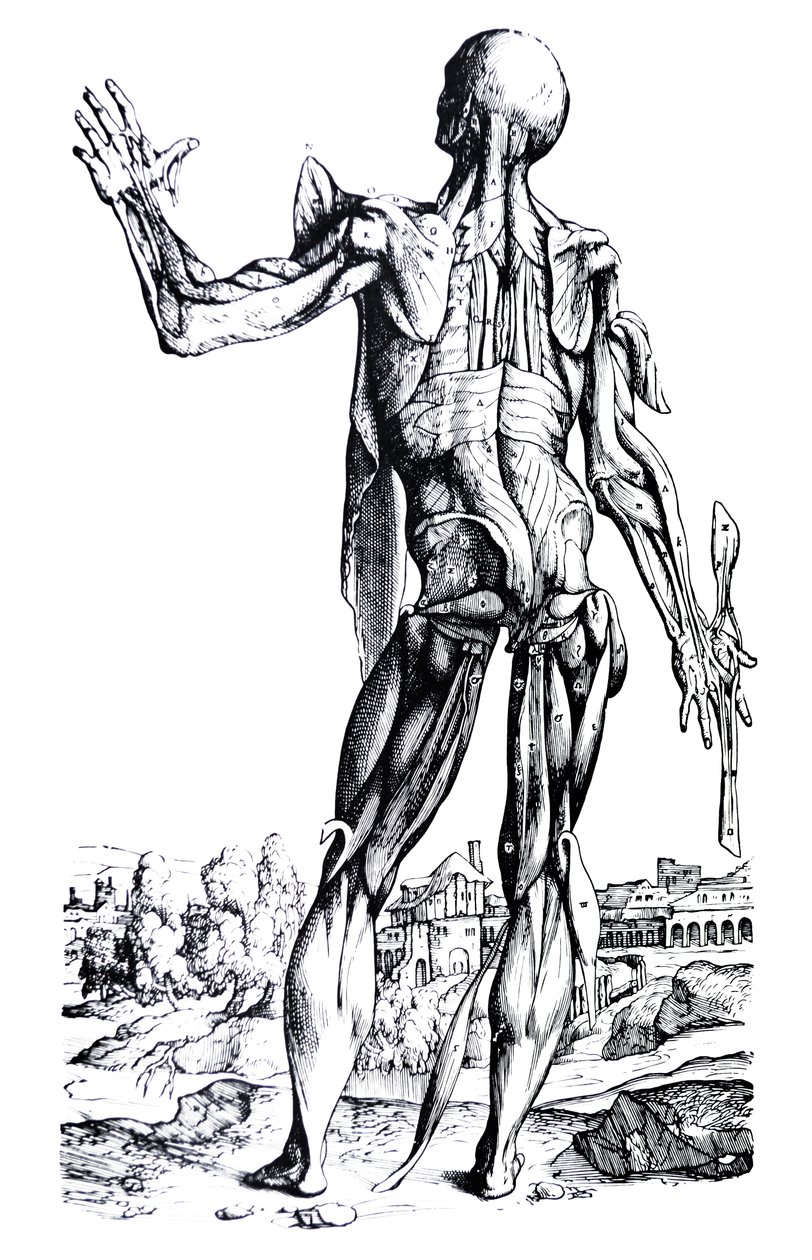 Pladerne fra anden bog af De Humani Corporis Fabrica af Andreas Vesalius