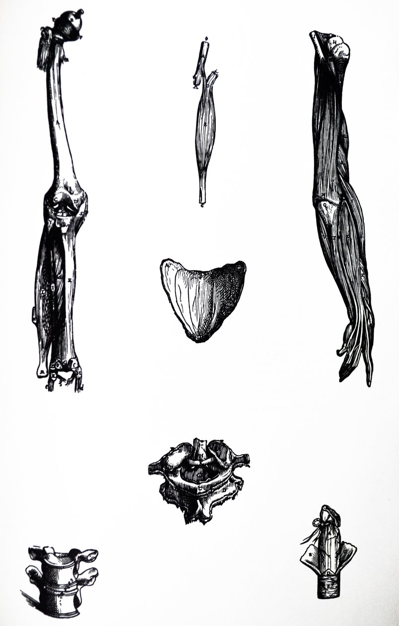 Pladerne fra anden bog af De Humani Corporis Fabrica af Andreas Vesalius