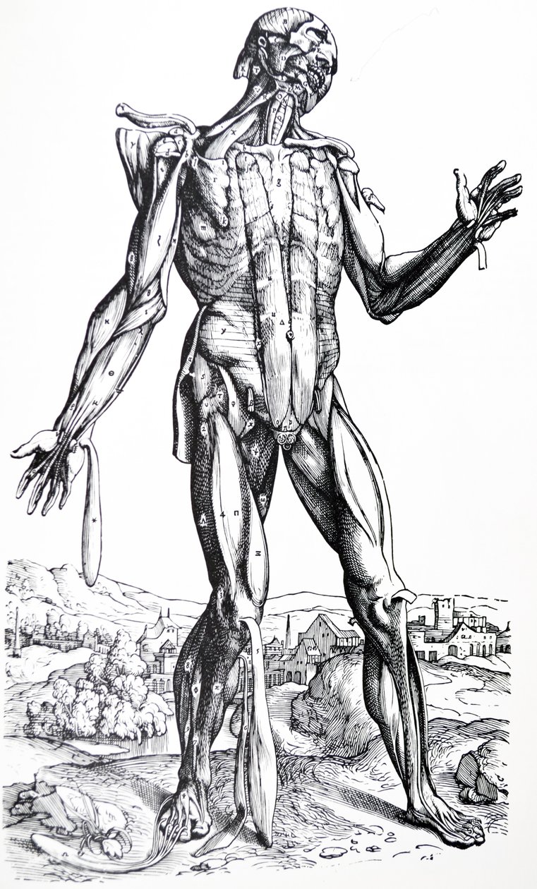 Pladerne fra anden bog af De Humani Corporis Fabrica af Andreas Vesalius