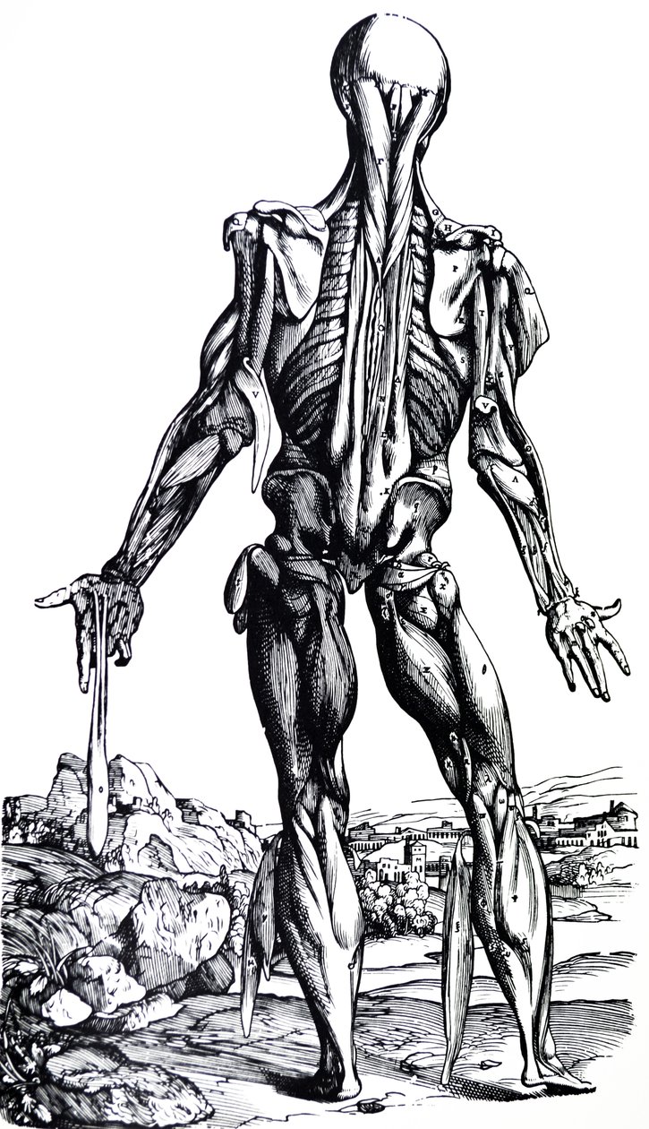 Pladerne fra anden bog af De Humani Corporis Fabrica af Andreas Vesalius