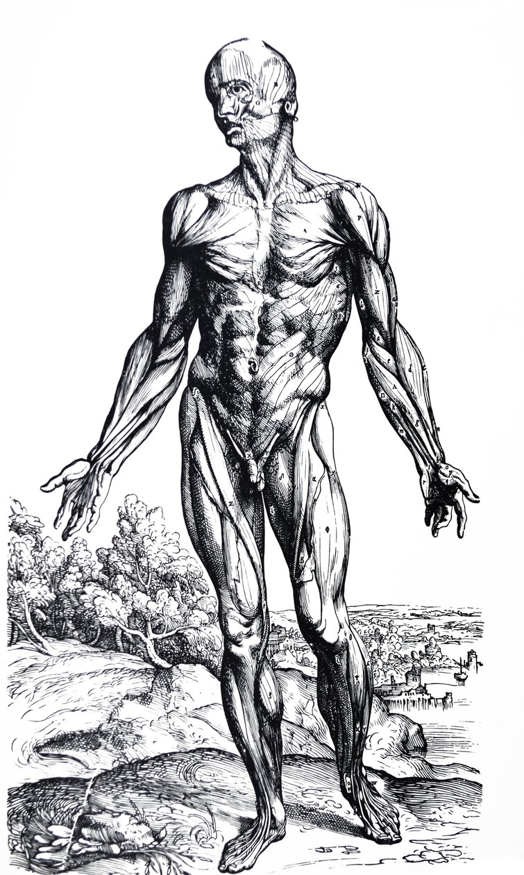 Pladerne fra anden bog af De Humani Corporis Fabrica af Andreas Vesalius