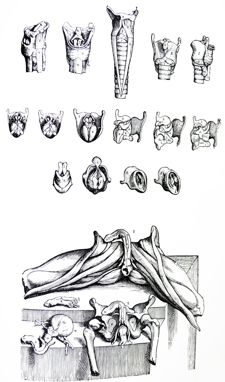 Pladerne fra anden bog af De Humani Corporis Fabrica af Andreas Vesalius