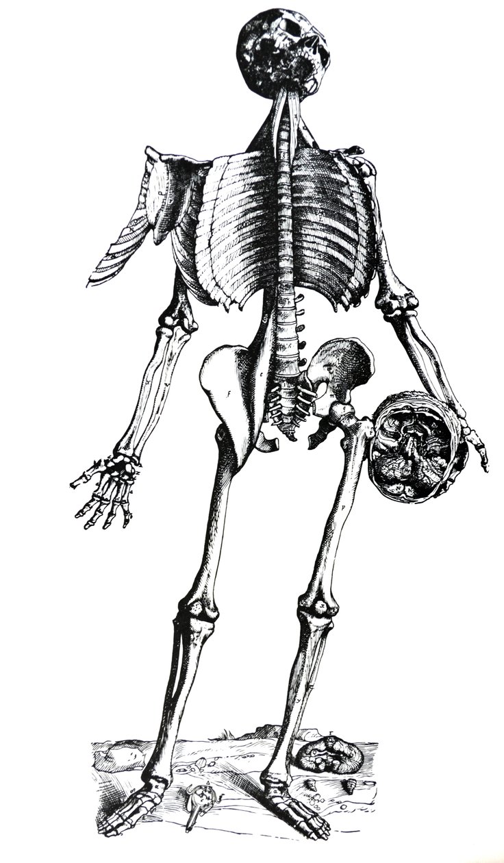 Pladerne fra den syvende bog af De Humani Corporis Fabrica af Andreas Vesalius